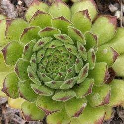 Sempervivum - Dachwurz - Hauswurz